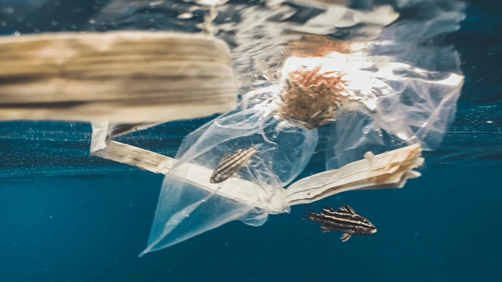Pesci e plastica nei mari a causa dell'inquinamento
