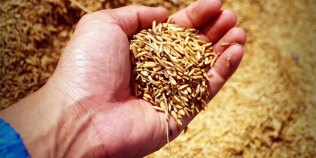 Ricehouse scarti del riso per la bioedilizia